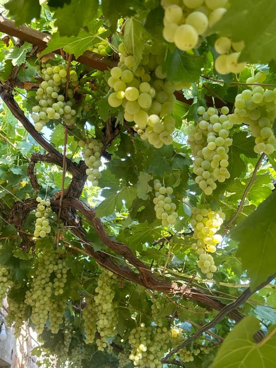 B&B Ruzan Yeghegnadzor Exteriör bild